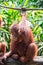A closeup photo of a bornean orangutan Pongo pygmaeus while sitting on a tree branch looking very curiously