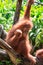 A closeup photo of a bornean orangutan Pongo pygmaeus while sitting on a tree branch looking very curiously