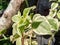 closeup photo of bright peperomia variegata vines, blur, bokeh, leaves, sunlight