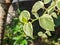 closeup photo of bright peperomia variegata vines, blur, bokeh, leaves, sunlight