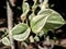 closeup photo of bright peperomia variegata vines, blur, bokeh, leaves, sunlight