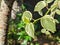 closeup photo of bright peperomia variegata vines, blur, bokeh, leaves, sunlight