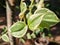 closeup photo of bright peperomia variegata vines, blur, bokeh, leaves, sunlight