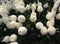 Closeup Photo of Bunch of Chrysanthemum Flower in Bud Sleeves - Stock Photo