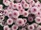 Closeup Photo of Bunch of Chrysanthemum Flower - Stock Photo