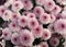 Closeup Photo of Bunch of Chrysanthemum Flower - Stock Photo