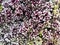 Closeup Photo of Bunch of Chrysanthemum Flower - Stock Photo