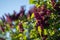 Closeup photo of bush of lilac or syringa under blue sky captured sprint or early summer.