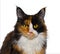 Closeup photo of a calico pattern and color mainecoon maine coon cat - Felis catus - female with beautiful black, orange, white,