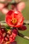 Closeup photo chaenomeles flowers