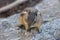 Closeup photo of a chipmunk