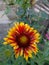 Closeup photo of colorful gaillardia flower in field. Partially Blurred background, summer season of Hunza