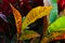 Closeup photo of colorful wild tropical leaves