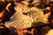 Closeup photo of colourful fallen autumn leaves