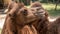 Closeup photo on couple of camels