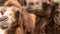 Closeup photo on couple of camels