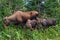 Closeup photo of a cow moose with two baby calves eating grass in Denali National Park and Preserve, Alaska, United