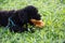 Closeup photo of cute poodle eating fish in Vietnam.