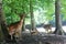 Closeup photo of deers staying in the forest in the Eifelpark, in Germany - forest, wildlife, nature