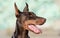 Closeup photo of a Doberman dog head