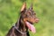 Closeup photo of a Doberman dog head