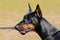 Closeup photo of a Doberman Pinscher