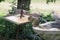 Closeup photo of doves and a cute yellow squirrel eating seeds from a metal spiked bird feeder