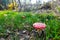 Closeup Photo of a Dutch white spotted mushroom