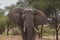 Closeup photo of Elephant  at Tarangire national park in Tanzania.