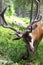 Closeup photo of european deer with antler.