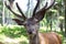 Closeup photo of european deer with antler.