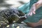 Closeup photo of a fair skinned Caucasian child hand reaching for a Monitor Lizard in captivity