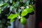 Closeup photo flowering branch of calamondin.