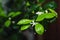 Closeup photo flowering branch of calamondin.