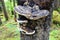 A closeup photo of the Fomitopsidaceae layered on the side of a tree, which are a family of fungi in the order Polyporales.