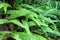 A closeup photo of fresh green ferns, or lady ferns or Athyrium filix-femina