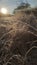 A closeup photo of frosted grass blades on a winters farm landscape