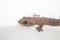 Closeup photo of gecko on white background. Baby lizard macro photo
