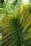 Closeup photo of green and brown palms leaves on sunny day