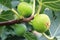 Closeup photo with green figs on the tree seen in Pomorie, Bulgaria