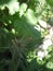 Closeup photo of green unique flowers in the garden . Partially blurred background