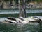 A closeup photo of a group of harbour seal lying on an old dock in the Saanich Inlet,British Columbia, Canada