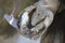 Closeup photo of hooves of a saddle horse on animal farm at rural animal farm