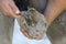 Closeup photo of hooves of a saddle horse on animal farm at rural animal farm