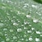 A closeup photo of hundreds of water droplets on a green plant leaf with aprallel venatation