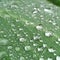 A closeup photo of hundreds of water droplets on a green plant leaf with aprallel venatation
