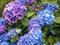 A closeup photo of the Hydrangea flower,or hortensia, in a fusion of blue, purple and pink colours