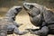 Closeup photo, isolated portrait of two iguanas in the ruins of Tulum, Mexico