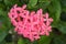 Closeup photo of Ixora flower, known as West Indian Jasmine, in