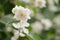 Closeup photo of jasmine flowers in garden with some copy space